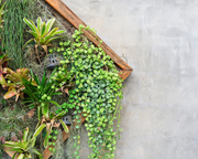 How to Install A Vertical Garden